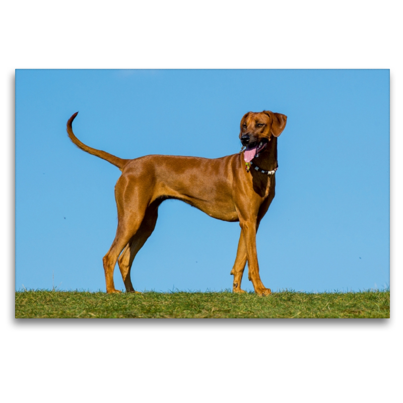 Rhodesian Ridgeback