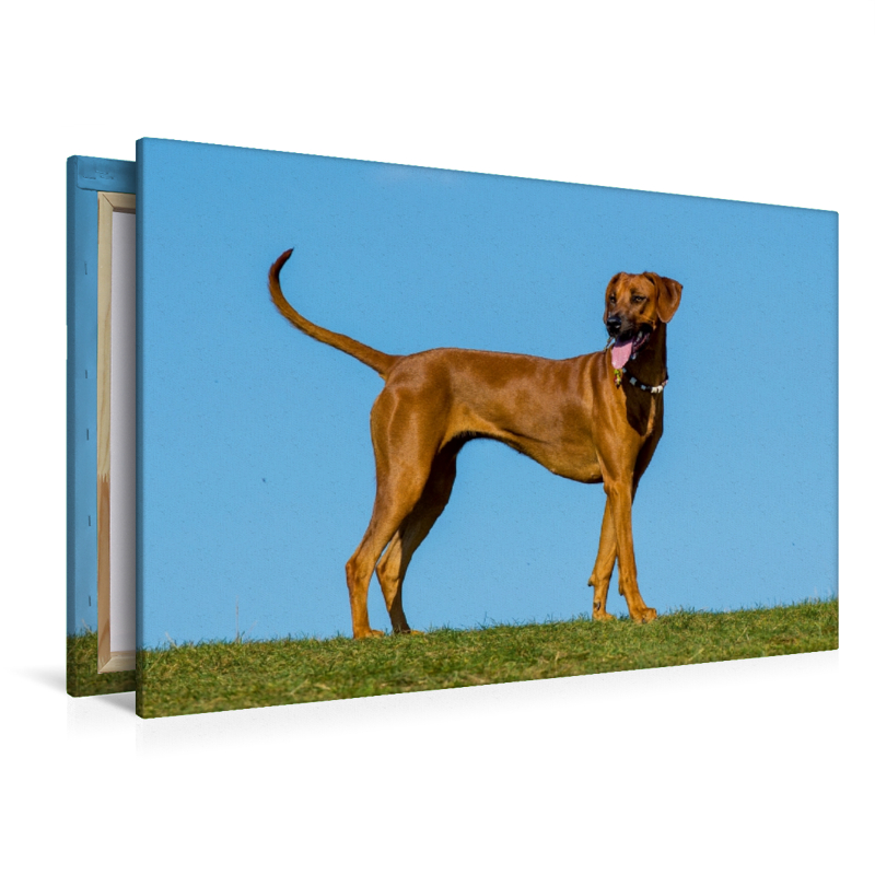 Rhodesian Ridgeback