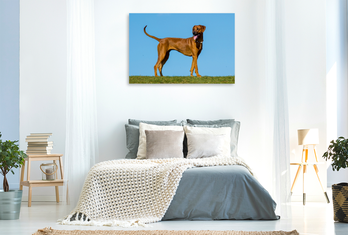 Rhodesian Ridgeback