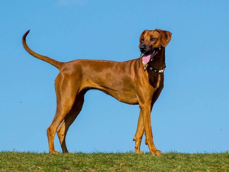 Rhodesian Ridgeback