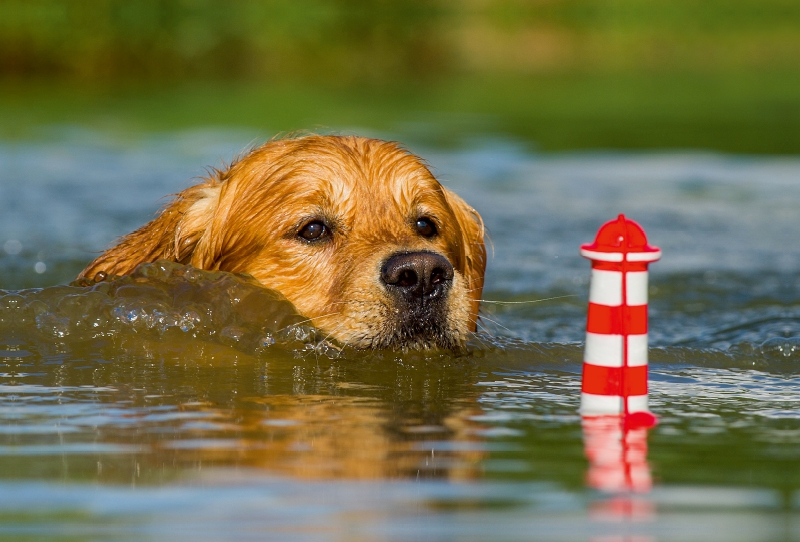 Ein Motiv aus dem Kalender Das Glück hat einen Namen - Golden Retriever