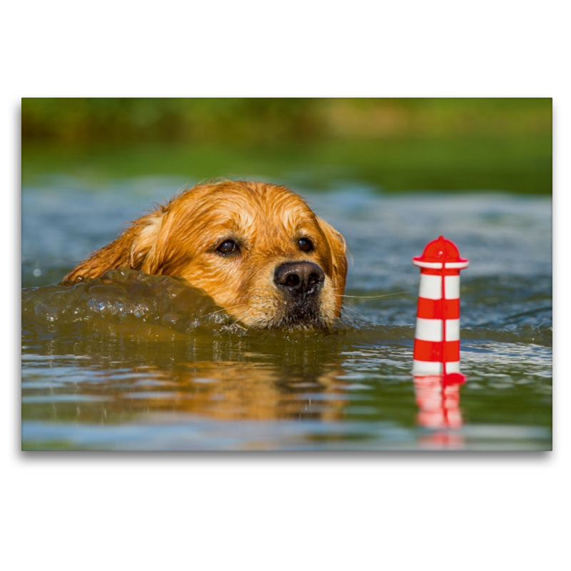 Ein Motiv aus dem Kalender Das Glück hat einen Namen - Golden Retriever