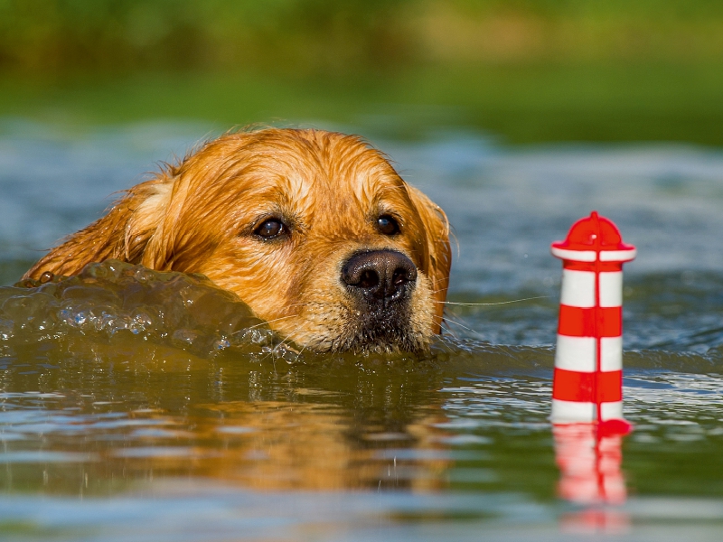 Ein Motiv aus dem Kalender Das Glück hat einen Namen - Golden Retriever