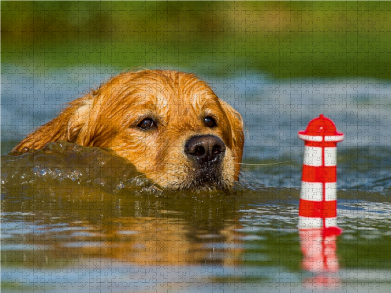 Ein Motiv aus dem Kalender Das Glück hat einen Namen - Golden Retriever