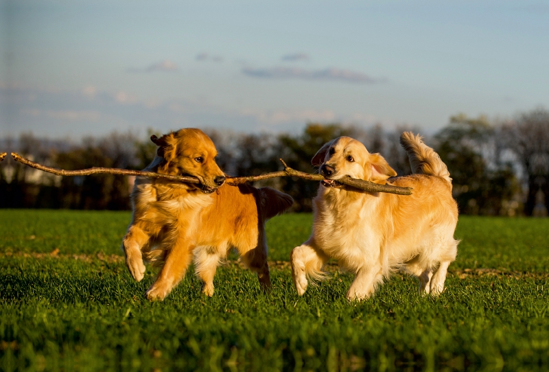 Ein Motiv aus dem Kalender Das Glück hat einen Namen - Golden Retriever