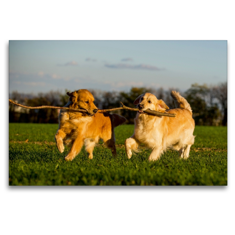 Ein Motiv aus dem Kalender Das Glück hat einen Namen - Golden Retriever