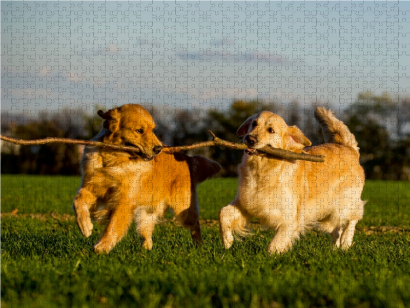 Ein Motiv aus dem Kalender Das Glück hat einen Namen - Golden Retriever