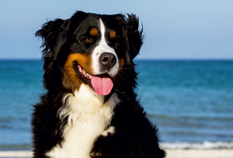 Ein Motiv aus dem Kalender Berner Sennenhunde am Strand