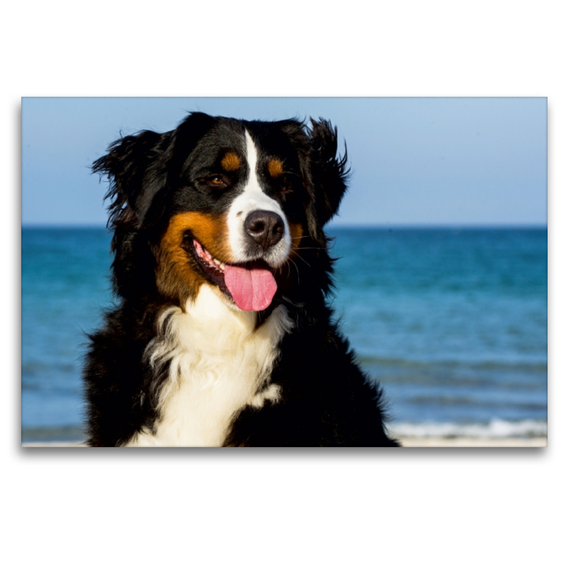 Ein Motiv aus dem Kalender Berner Sennenhunde am Strand