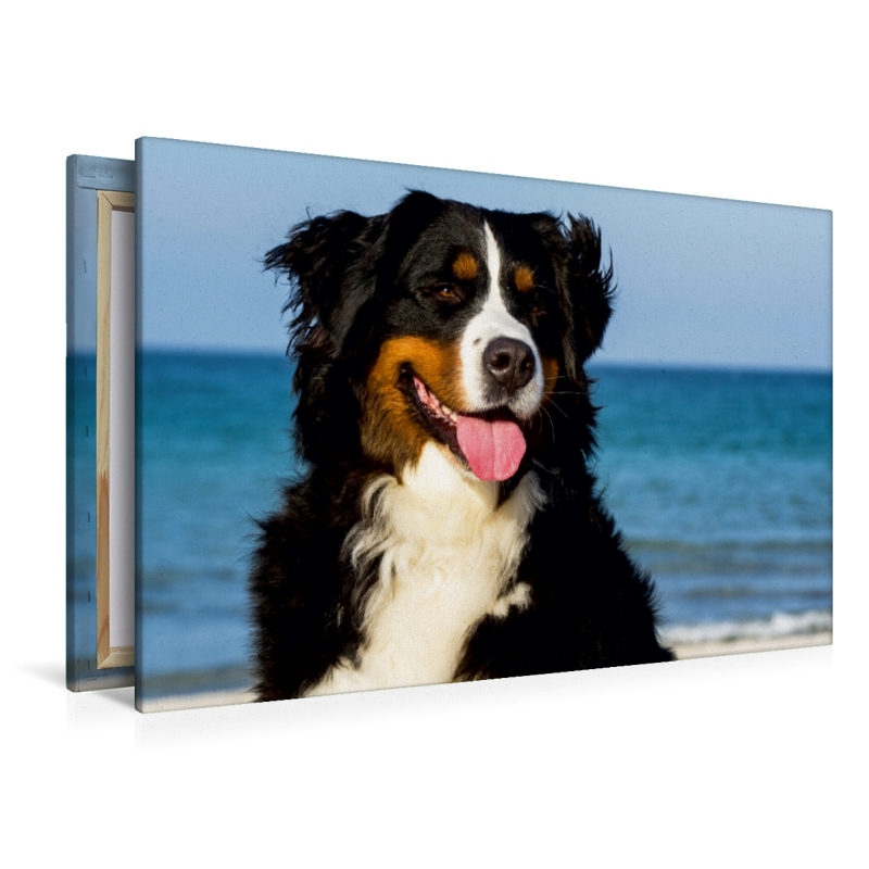 Ein Motiv aus dem Kalender Berner Sennenhunde am Strand