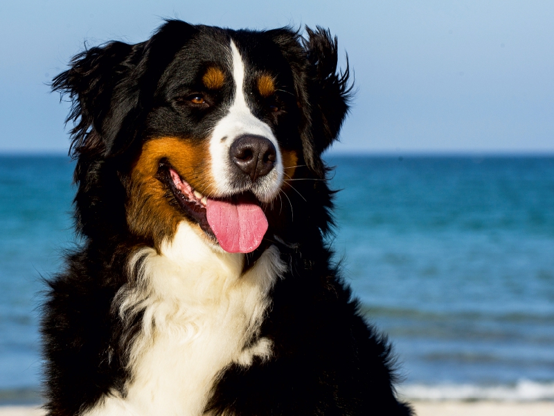 Ein Motiv aus dem Kalender Berner Sennenhunde am Strand