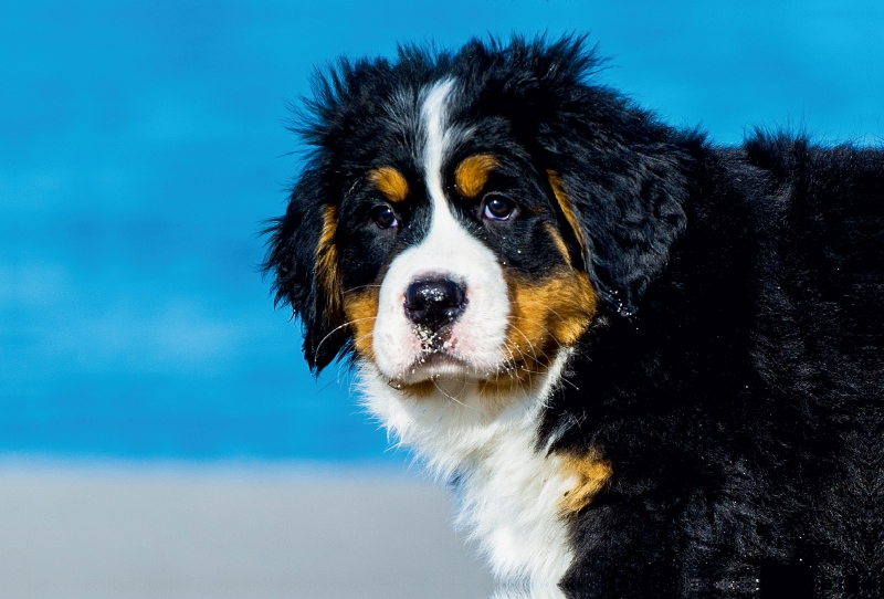 Ein Motiv aus dem Kalender Seebärchen entdecken die Welt - Berner Sennenhunde