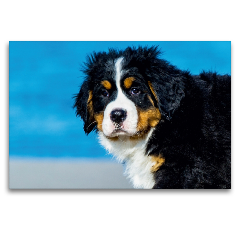 Ein Motiv aus dem Kalender Seebärchen entdecken die Welt - Berner Sennenhunde