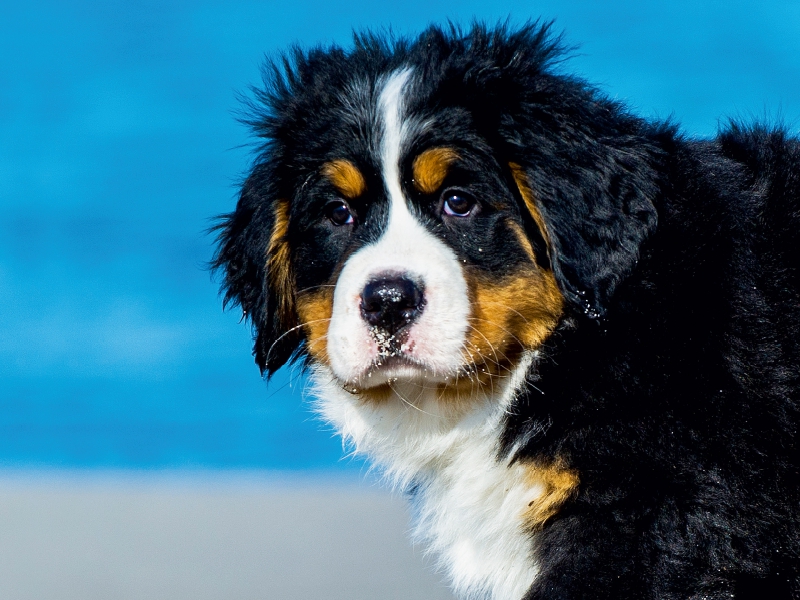 Ein Motiv aus dem Kalender Seebärchen entdecken die Welt - Berner Sennenhunde