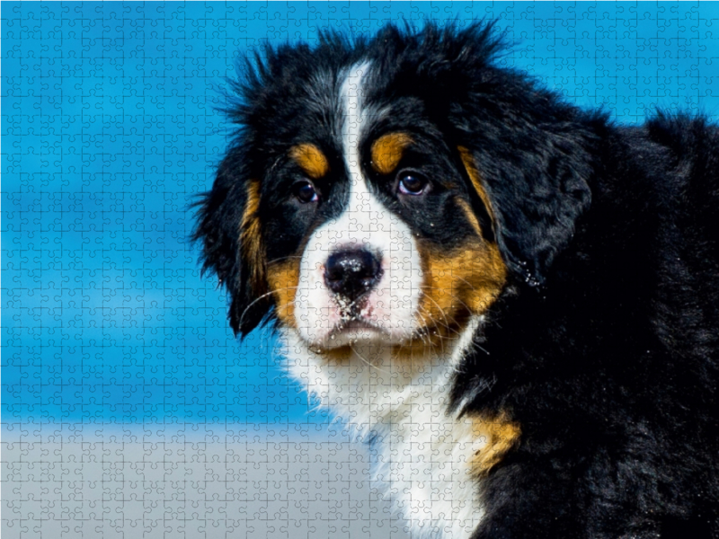 Ein Motiv aus dem Kalender Seebärchen entdecken die Welt - Berner Sennenhunde