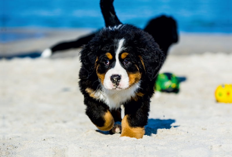 Ein Motiv aus dem Kalender Seebärchen entdecken die Welt - Berner Sennenhunde