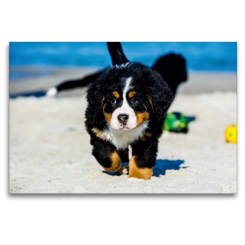 Ein Motiv aus dem Kalender Seebärchen entdecken die Welt - Berner Sennenhunde