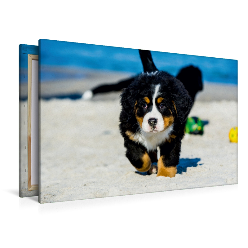 Ein Motiv aus dem Kalender Seebärchen entdecken die Welt - Berner Sennenhunde