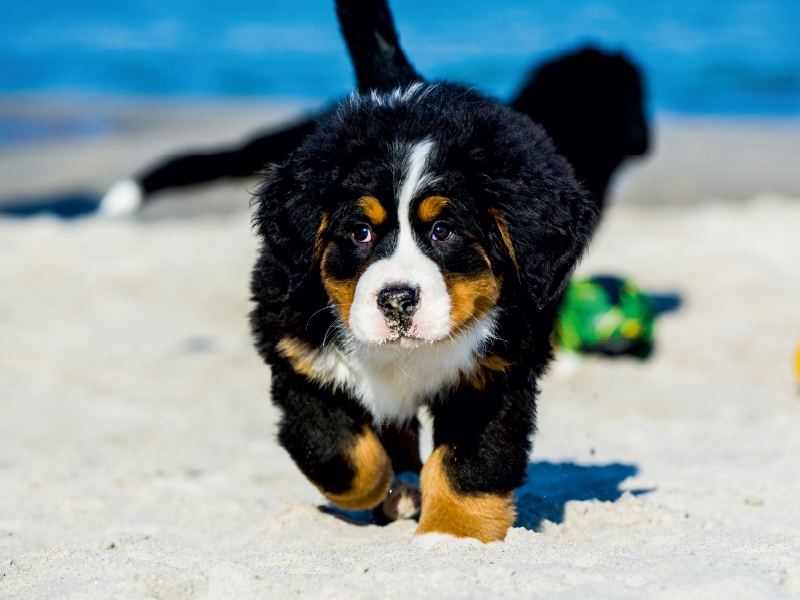 Ein Motiv aus dem Kalender Seebärchen entdecken die Welt - Berner Sennenhunde