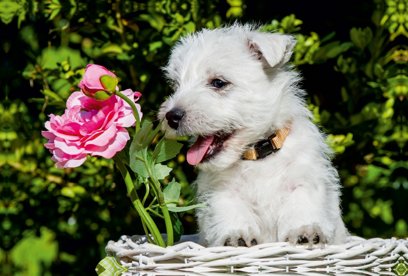 Ein Motiv aus dem Kalender Kobold auf 4 Pfoten - West Highland White Terrier