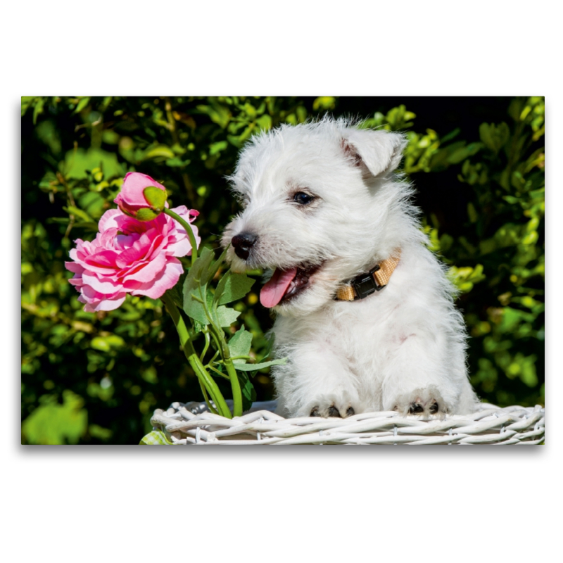 Ein Motiv aus dem Kalender Kobold auf 4 Pfoten - West Highland White Terrier