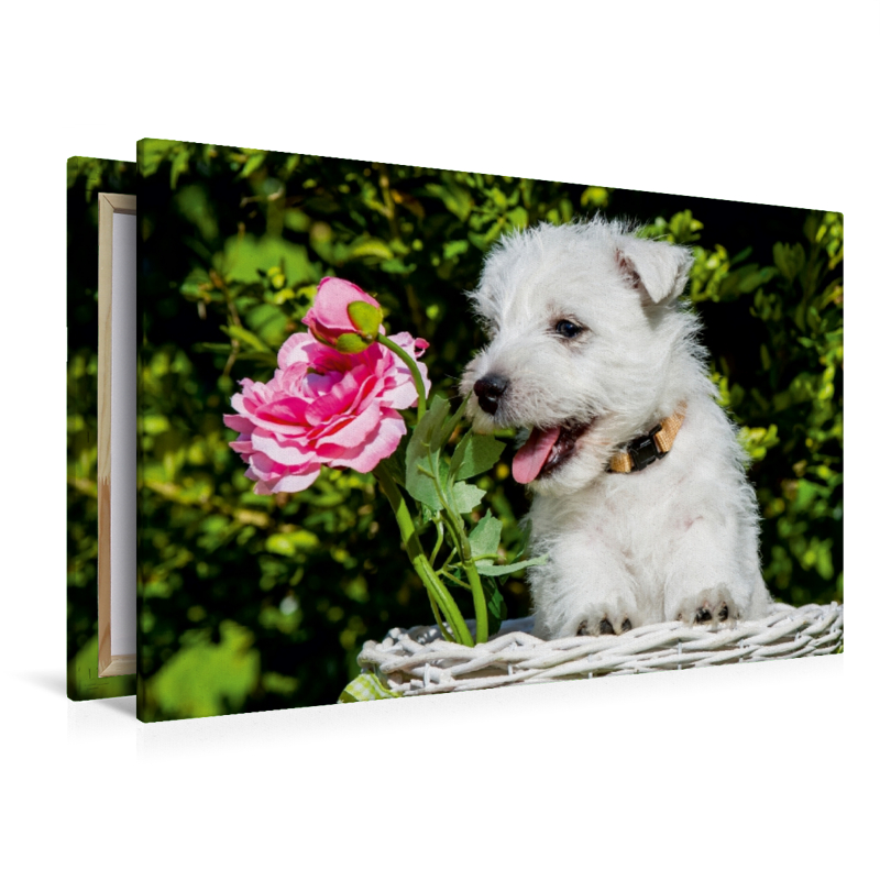 Ein Motiv aus dem Kalender Kobold auf 4 Pfoten - West Highland White Terrier