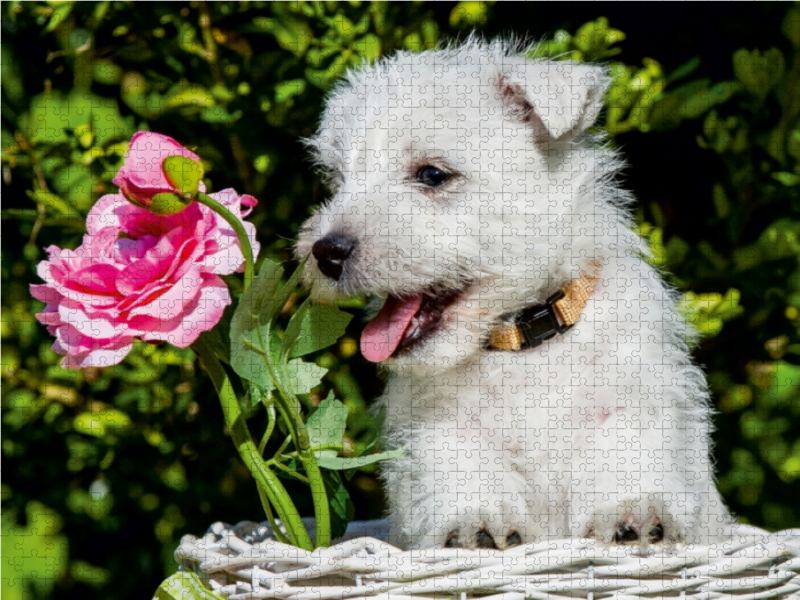 Ein Motiv aus dem Kalender Kobold auf 4 Pfoten - West Highland White Terrier