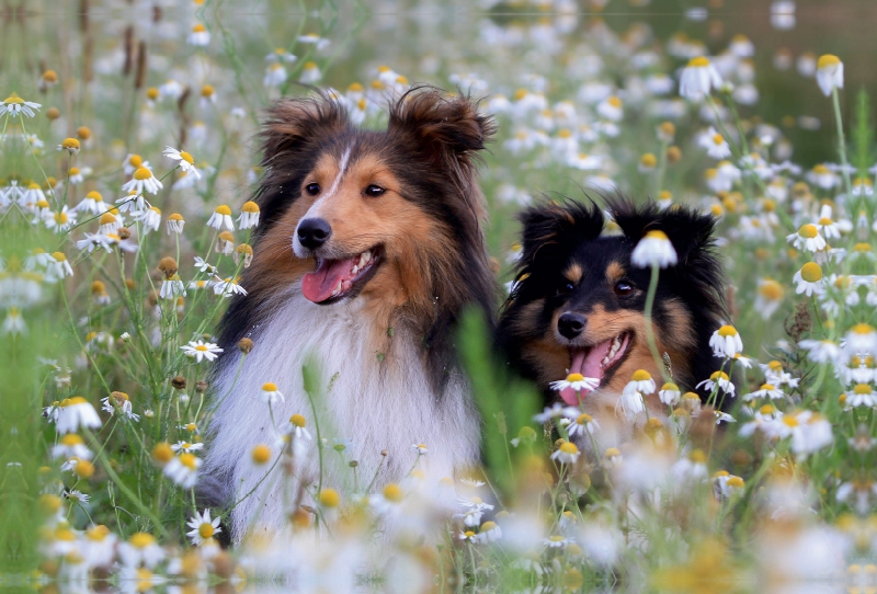 Ein Motiv aus dem Kalender Wir lieben Shelties