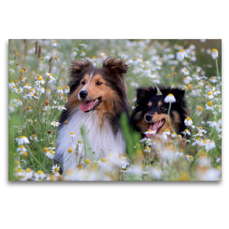 Ein Motiv aus dem Kalender Wir lieben Shelties