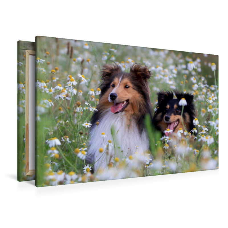 Ein Motiv aus dem Kalender Wir lieben Shelties