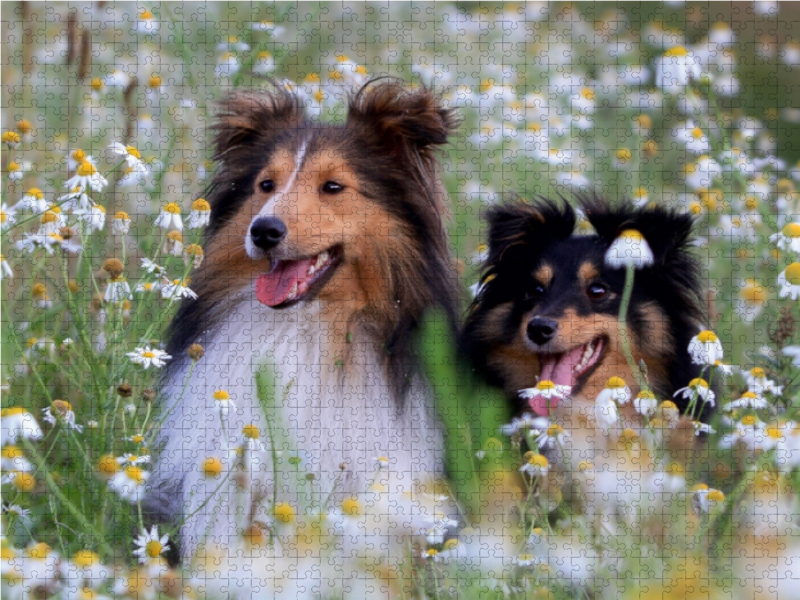 Ein Motiv aus dem Kalender Wir lieben Shelties