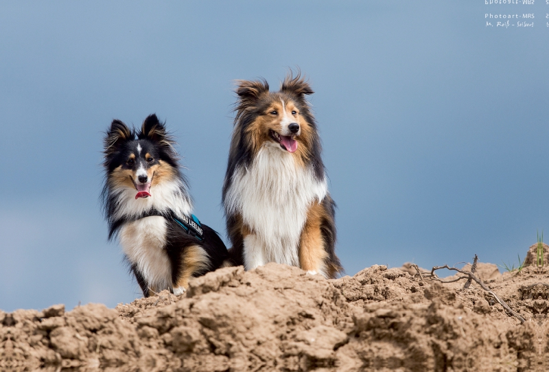 Ein Motiv aus dem Kalender Wir lieben Shelties