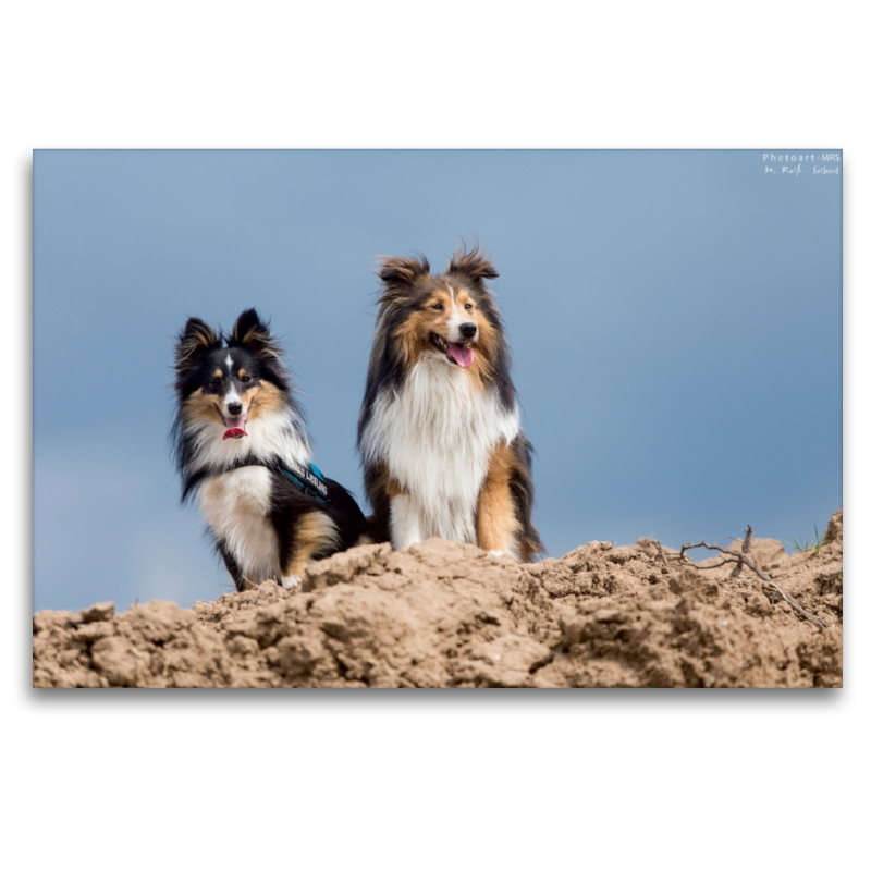 Ein Motiv aus dem Kalender Wir lieben Shelties