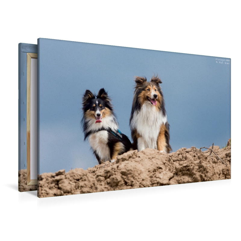 Ein Motiv aus dem Kalender Wir lieben Shelties