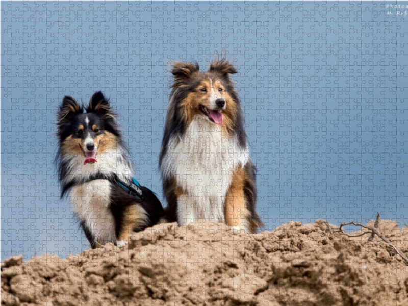 Ein Motiv aus dem Kalender Wir lieben Shelties