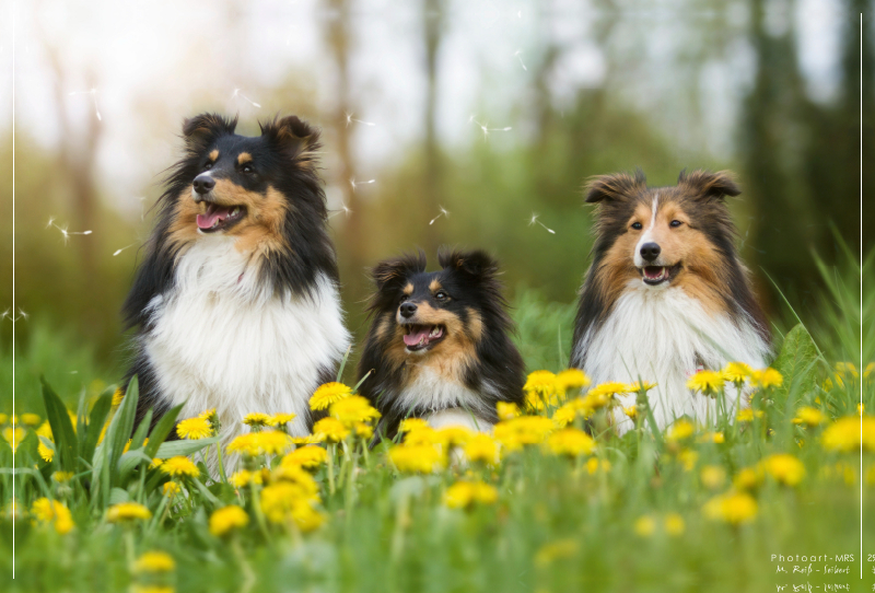 Ein Motiv aus dem Kalender Wir lieben Shelties