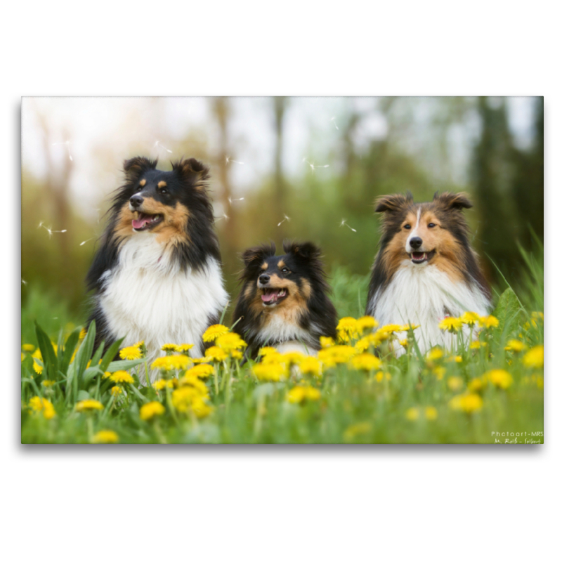 Ein Motiv aus dem Kalender Wir lieben Shelties