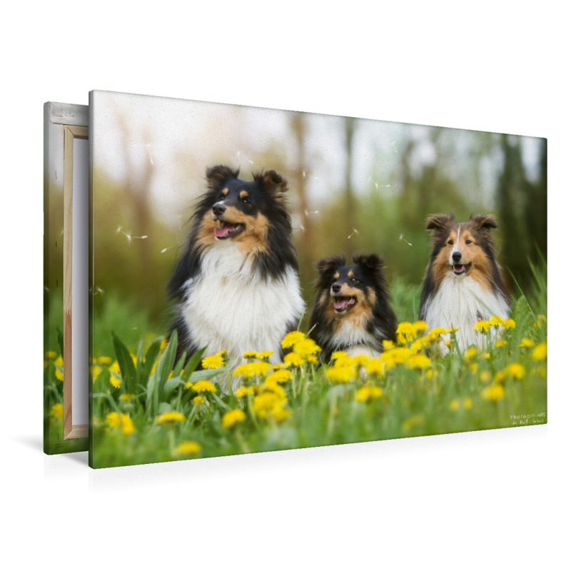 Ein Motiv aus dem Kalender Wir lieben Shelties