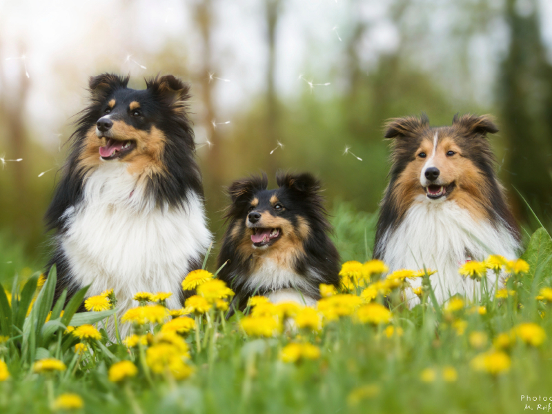 Ein Motiv aus dem Kalender Wir lieben Shelties