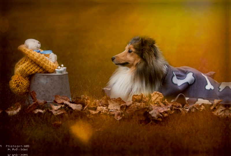 Ein Motiv aus dem Kalender Wir lieben Shelties