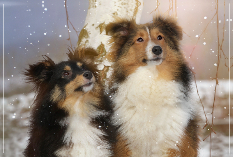 Ein Motiv aus dem Kalender Wir lieben Shelties