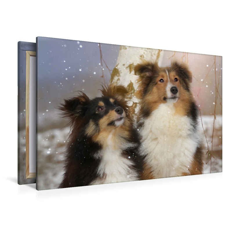 Ein Motiv aus dem Kalender Wir lieben Shelties