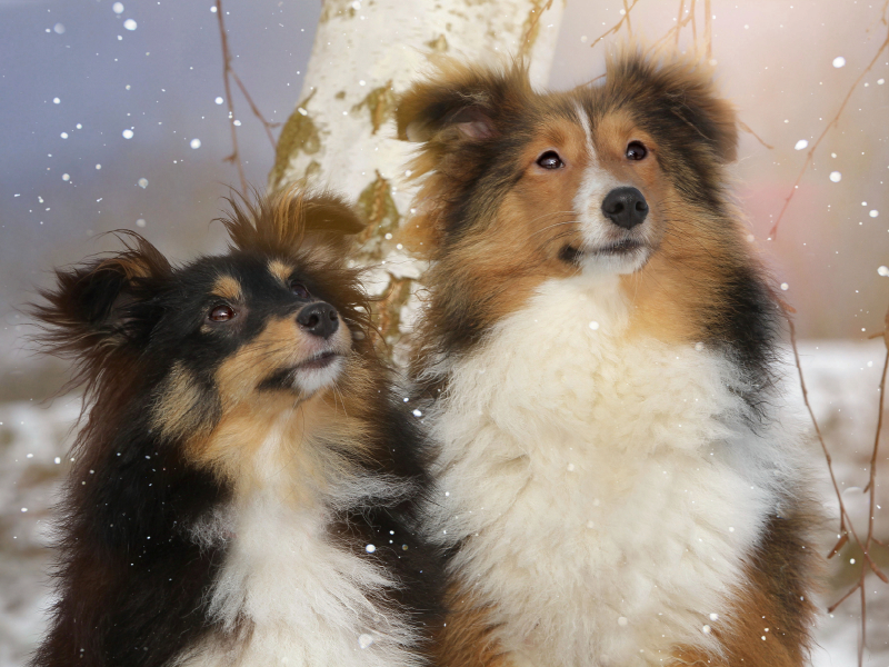 Ein Motiv aus dem Kalender Wir lieben Shelties