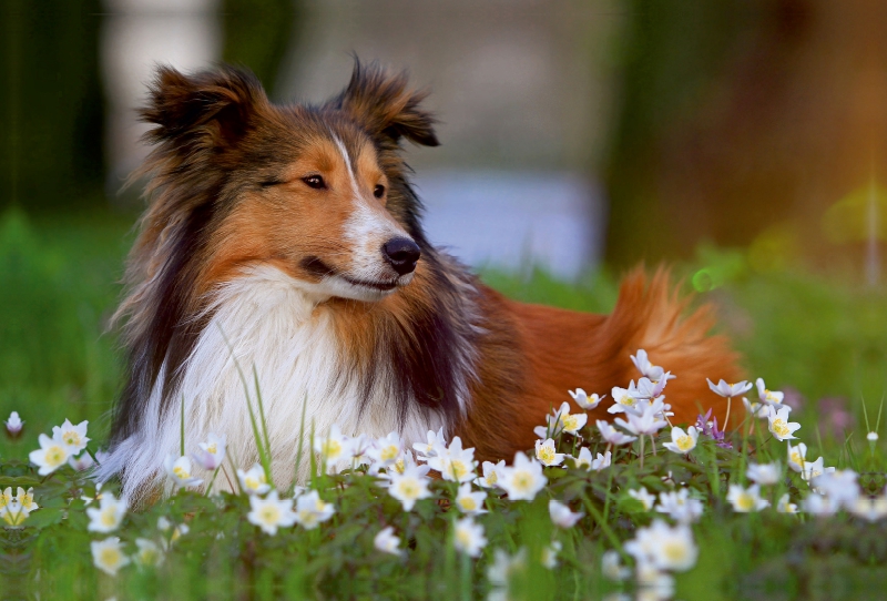 Ein Motiv aus dem Kalender Wir lieben Shelties