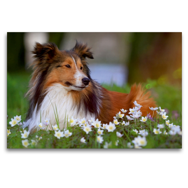 Ein Motiv aus dem Kalender Wir lieben Shelties