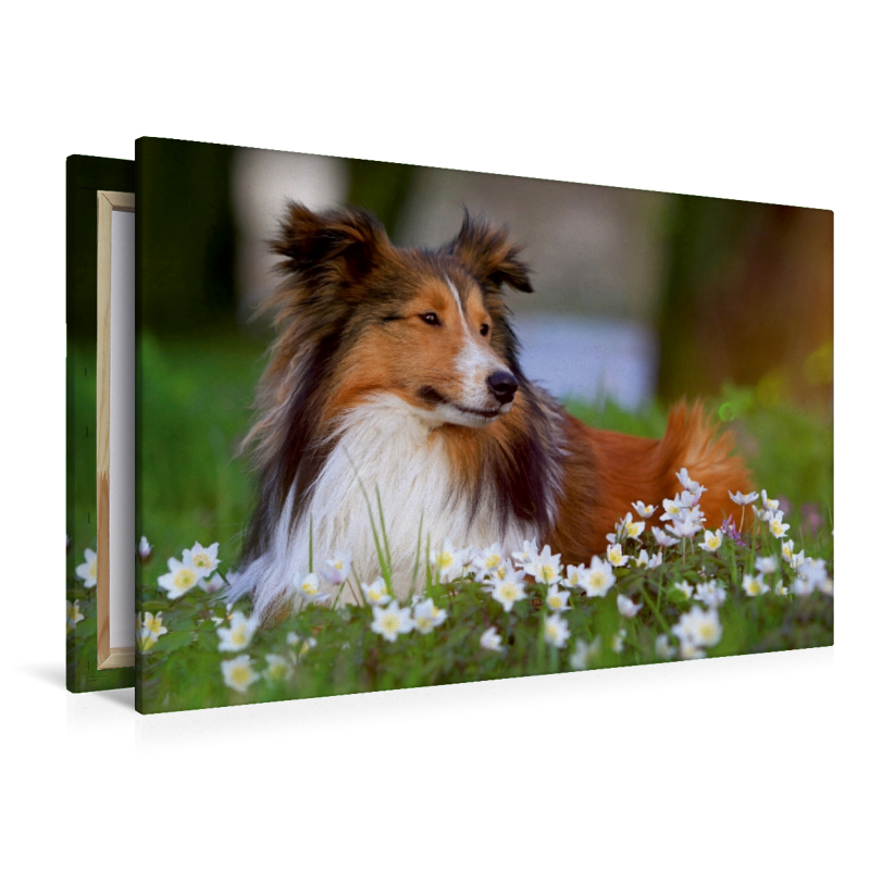 Ein Motiv aus dem Kalender Wir lieben Shelties