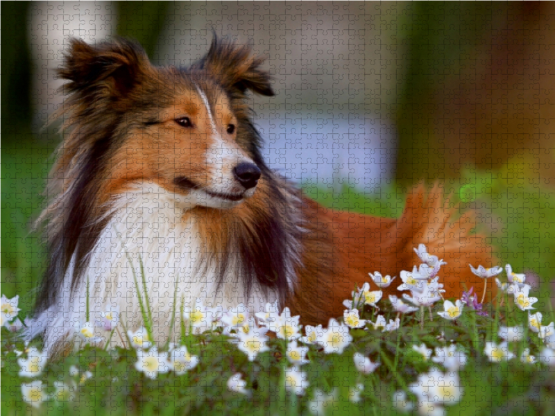 Ein Motiv aus dem Kalender Wir lieben Shelties