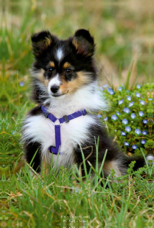 Ein Motiv aus dem Kalender Mit Shelties durchs Jahr