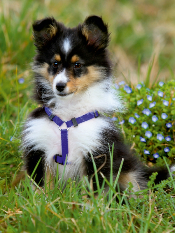 Ein Motiv aus dem Kalender Mit Shelties durchs Jahr