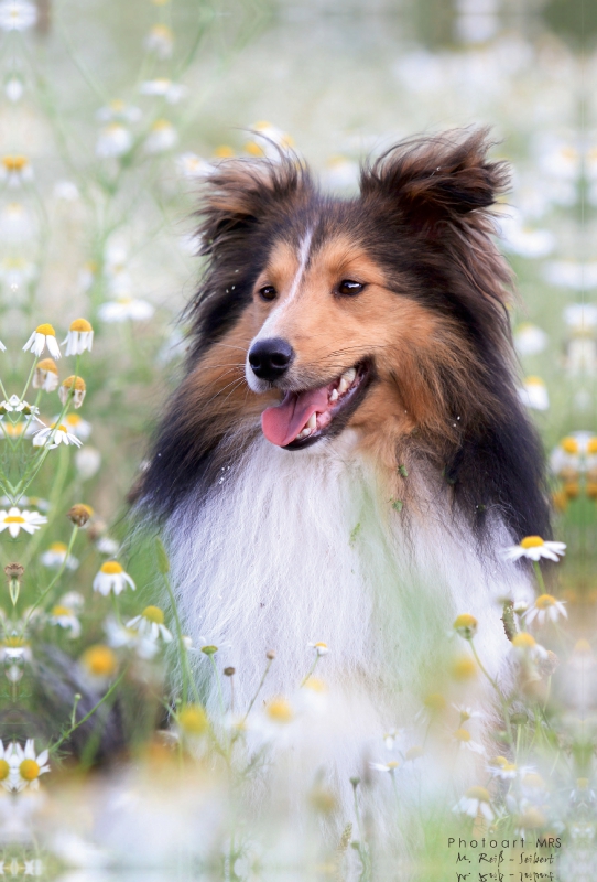 Ein Motiv aus dem Kalender Mit Shelties durchs Jahr